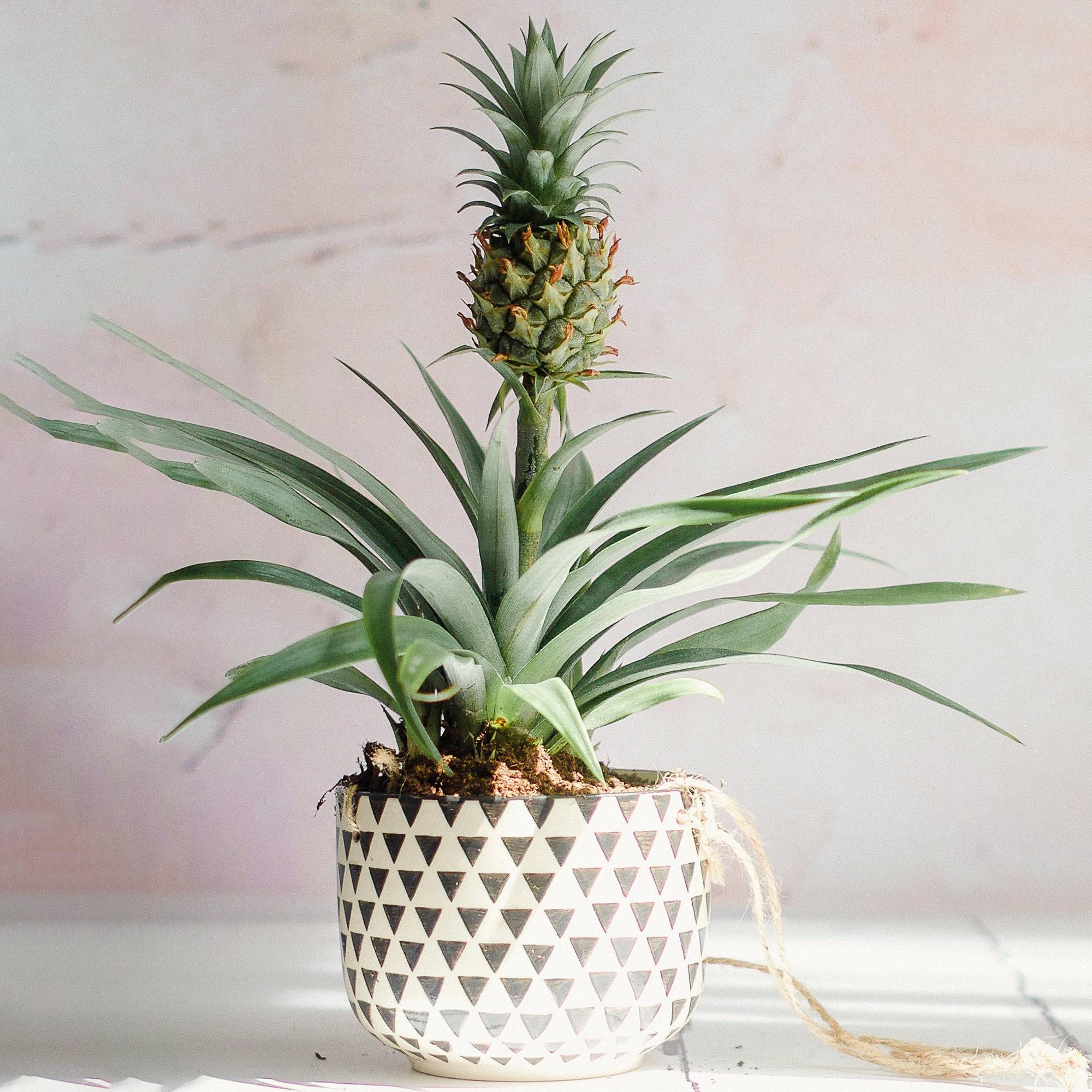 Gardenersdream - 1 X Ananas Comosus Amigo À Feuillage Persistant | Plante D’Ananas Supérieure En Pot  - GardenersDream - Image 1