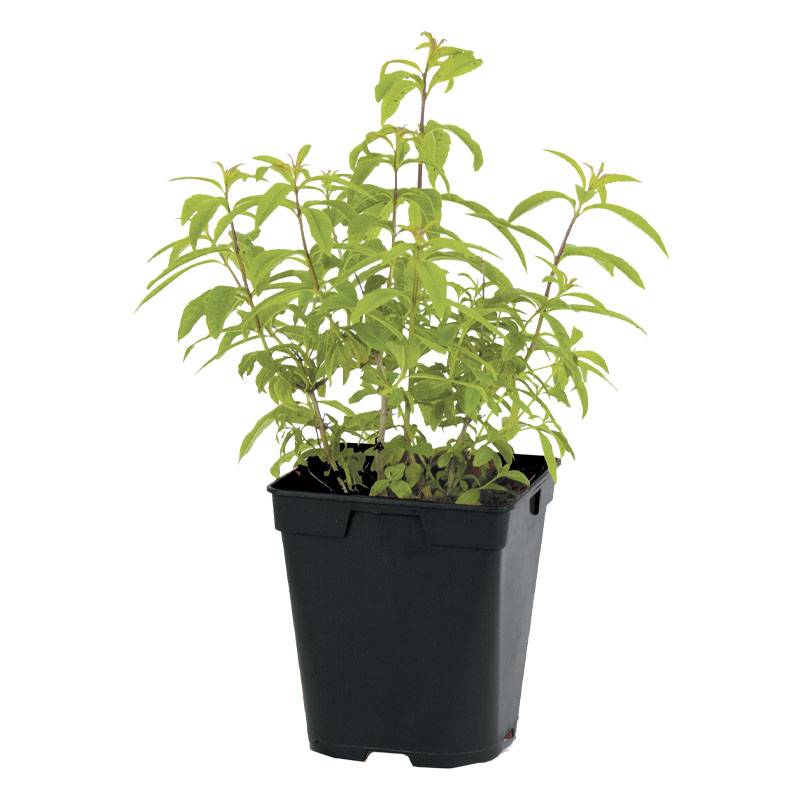 Plant de Citronnelle de madagascar pot 1litre - Image 1