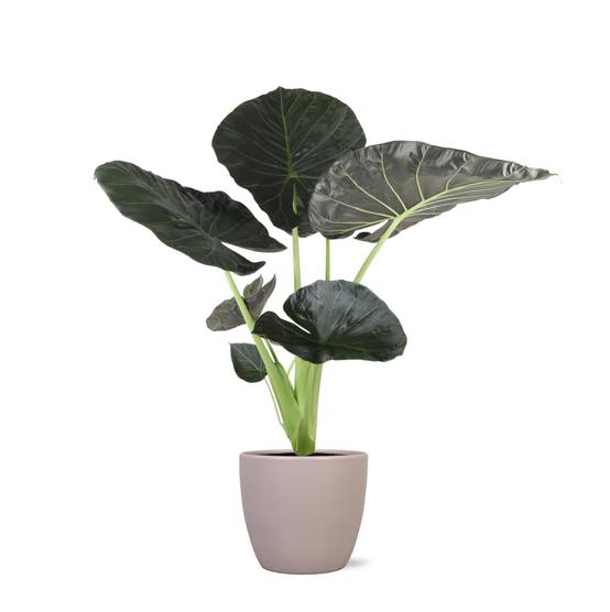 Alocasia Regal Shield et son pot- La Green Touch Taupe - Hauteur 110cm