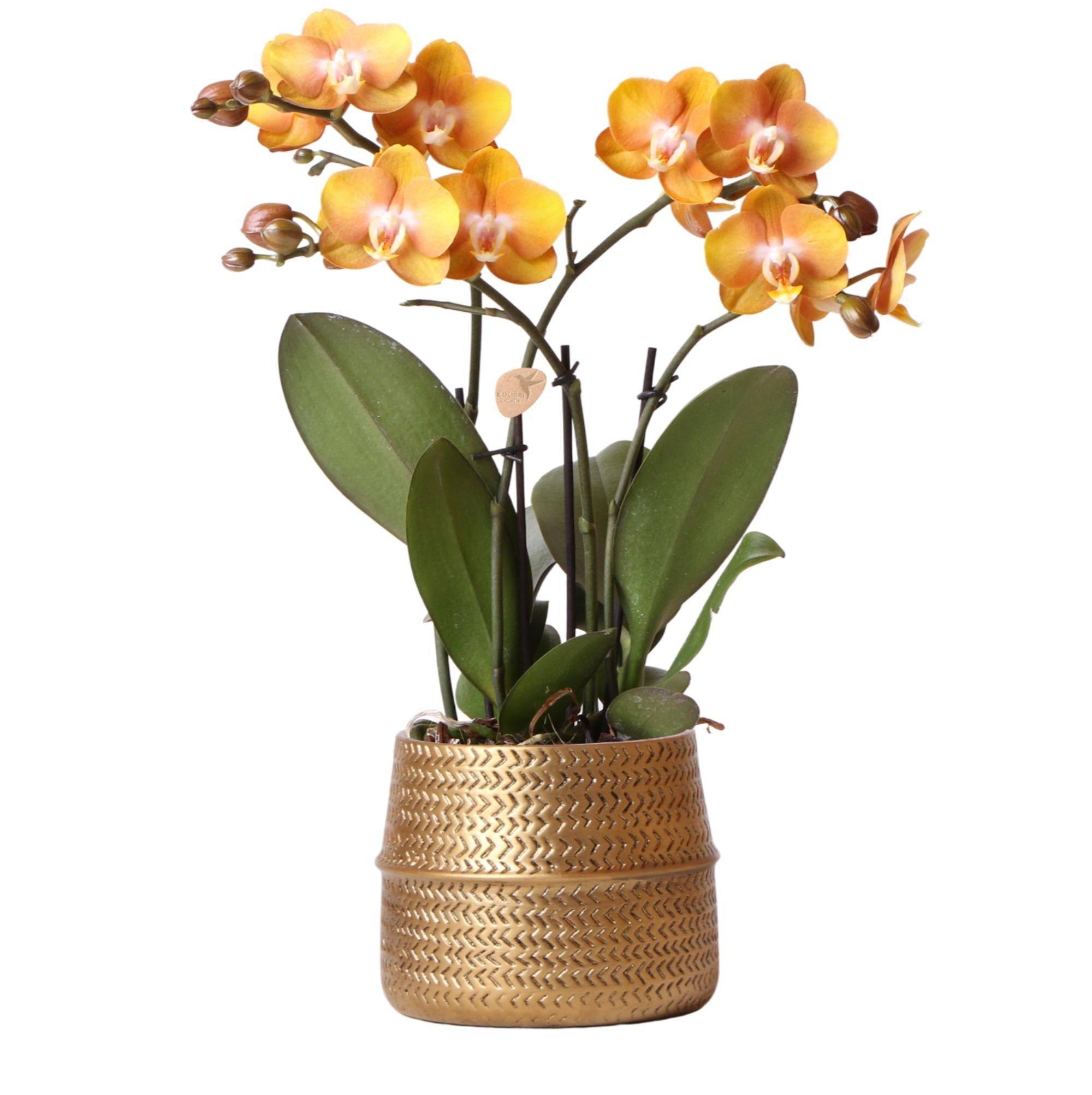 La Green Touch - Orchidée Ocre et son pot- La Green Touch Doré - Hauteur 40cm - Image 1