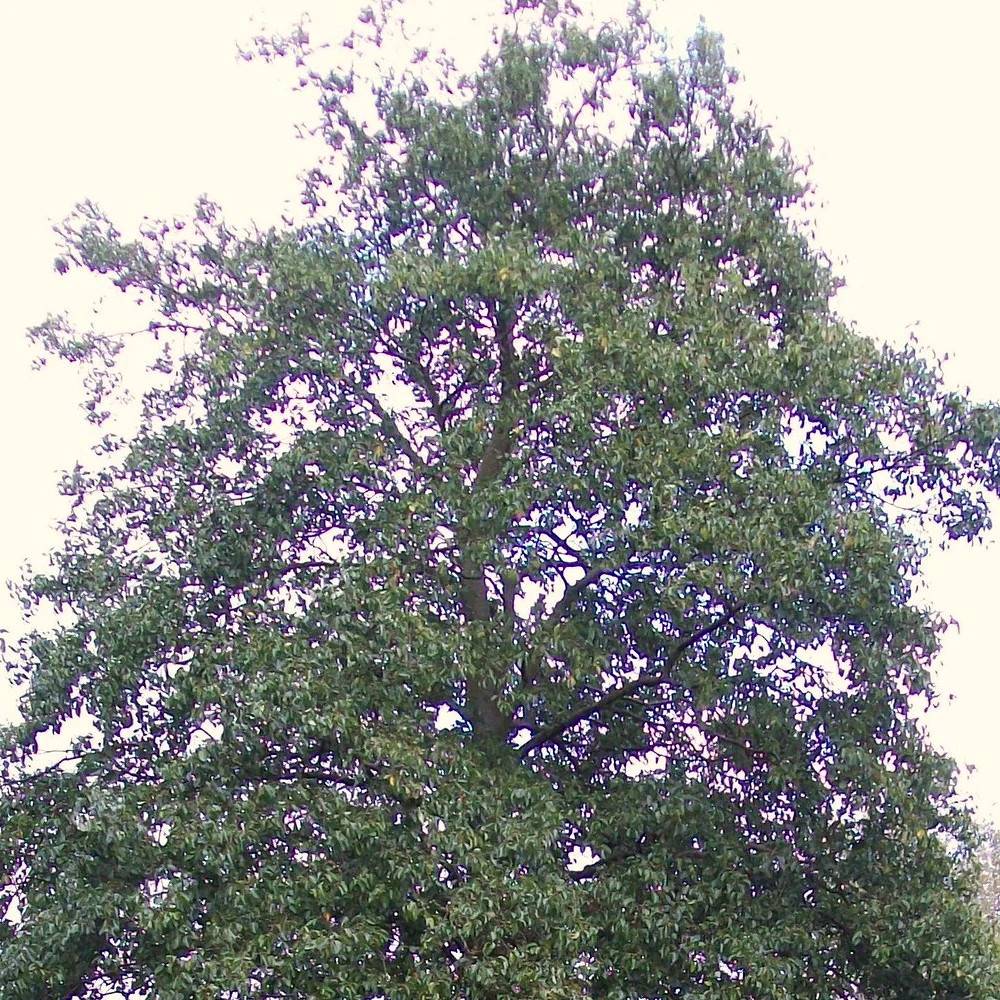 Aulne à feuilles en coeur, Alnus cordata - Pot de 15L - Baliveau - Image 1