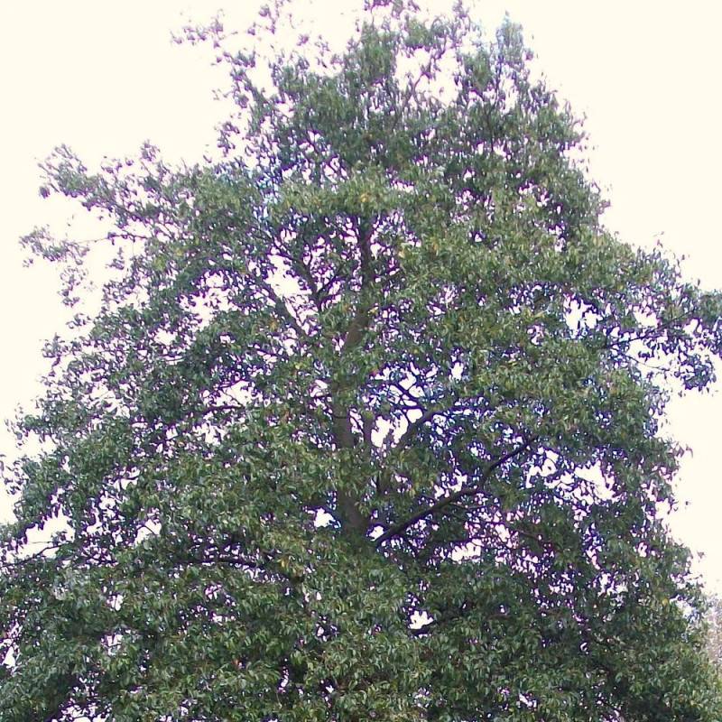 Aulne à feuilles en coeur, Alnus cordata - Pot de 15L - Baliveau - Image 2