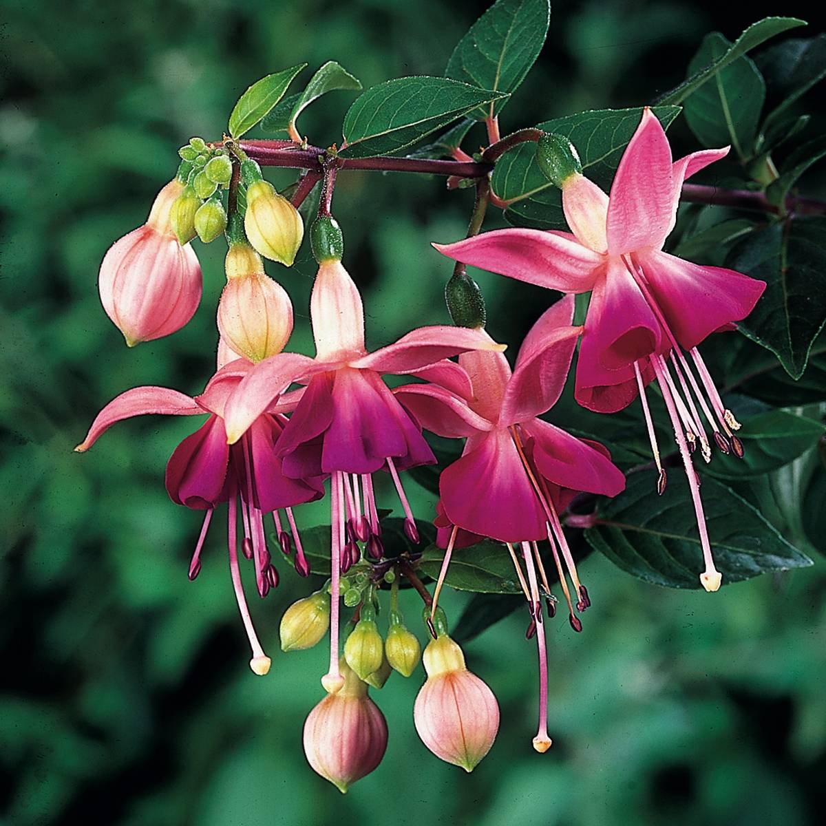 Fuchsia Bush Paula Jane Pot de 12 cm / 13 cm