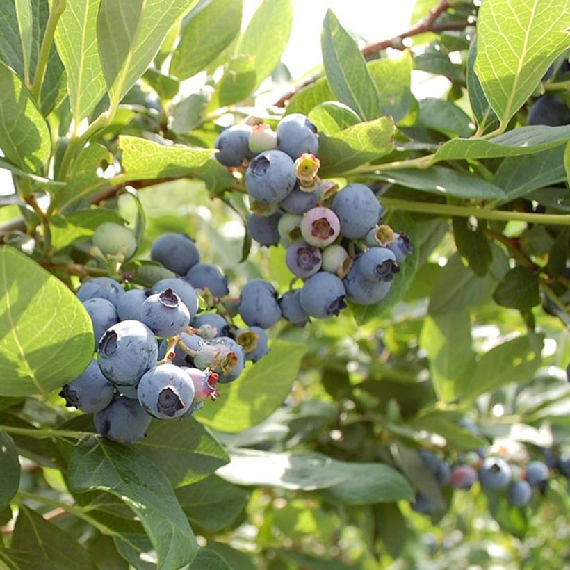 Myrtillier d'Amérique Hardyblue - Vaccinium corymbosum Pot de 2L/3L, Touffe