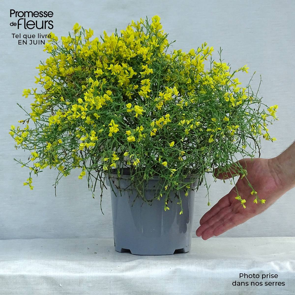 Genêt de Lydie - Genista lydia Pot de 3L/4L - Image 2