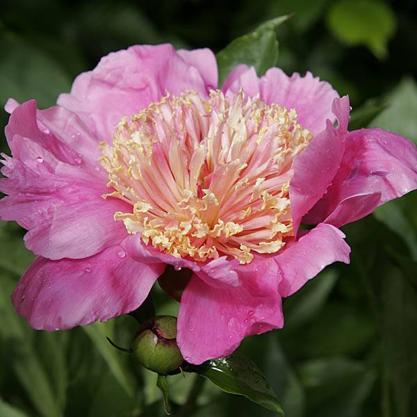 Promesse de Fleurs - Pivoine lactiflora Doreen Pot de 3L/4L