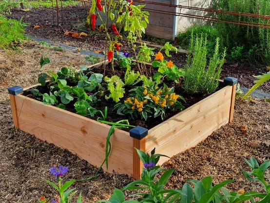 Mon Petit Potager - Carre potager en bois Douglas PREMIUM 82 x 82 x H26 cm - Epaisseur 19mm - mon PETIT POTAGER - Image 2