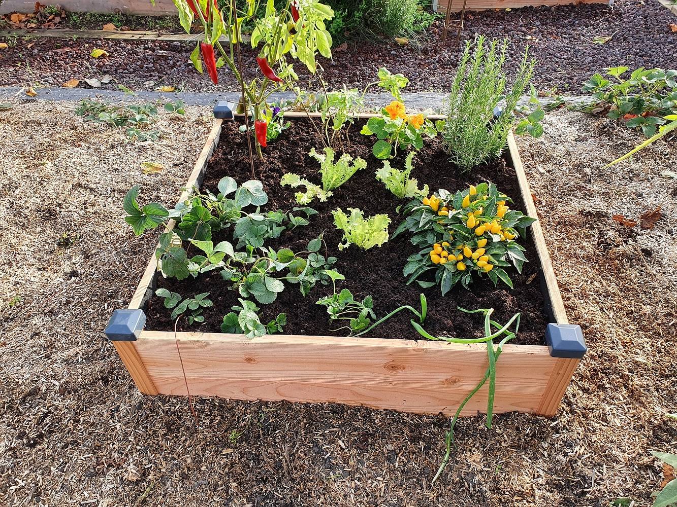 Mon Petit Potager - Carre potager en bois Douglas PREMIUM 82 x 82 x H26 cm - Epaisseur 19mm - mon PETIT POTAGER - Image 3