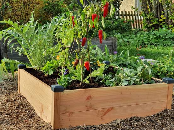 Mon Petit Potager - Carre potager en bois Douglas PREMIUM 82 x 82 x H26 cm - Epaisseur 19mm - mon PETIT POTAGER - Image 4