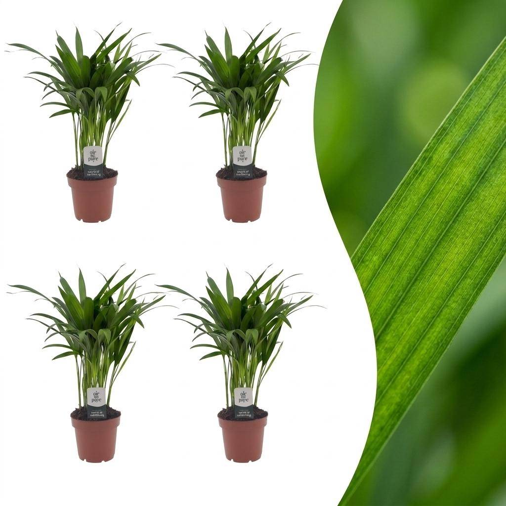 Palmier Areca - Dypsis lutescens - lot de 4 - Ø12cm - ↕45cm - Plantes d’intérieur - Image 1