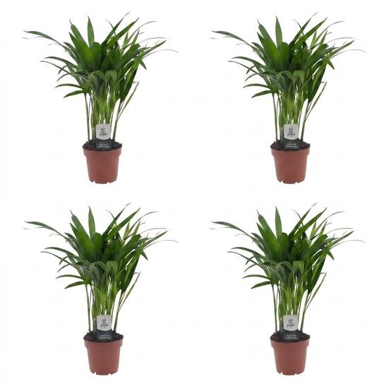 Palmier Areca - Dypsis lutescens - lot de 4 - Ø12cm - ↕45cm - Plantes d’intérieur - Image 2