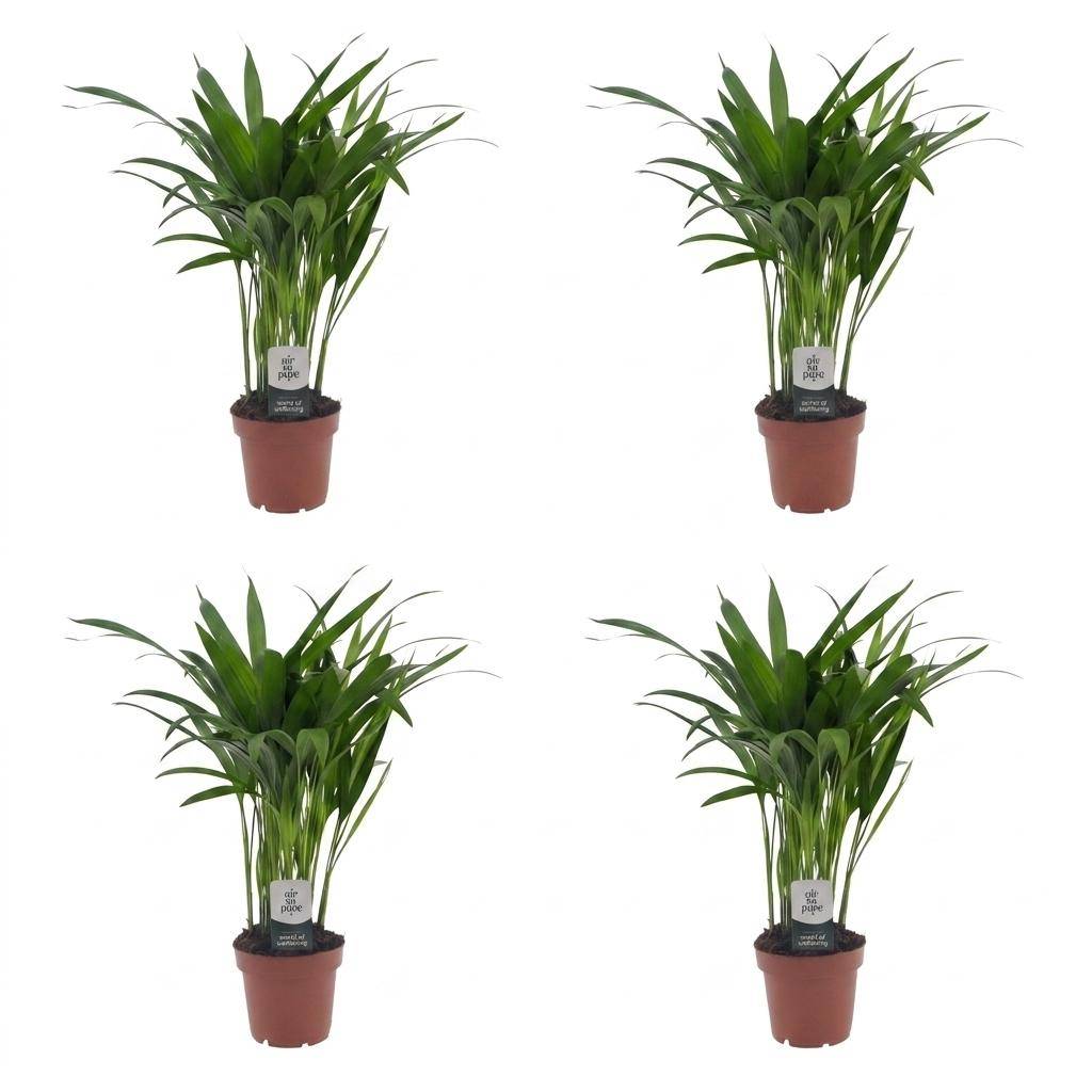 Palmier Areca - Dypsis lutescens - lot de 4 - Ø12cm - ↕45cm - Plantes d’intérieur - Image 2