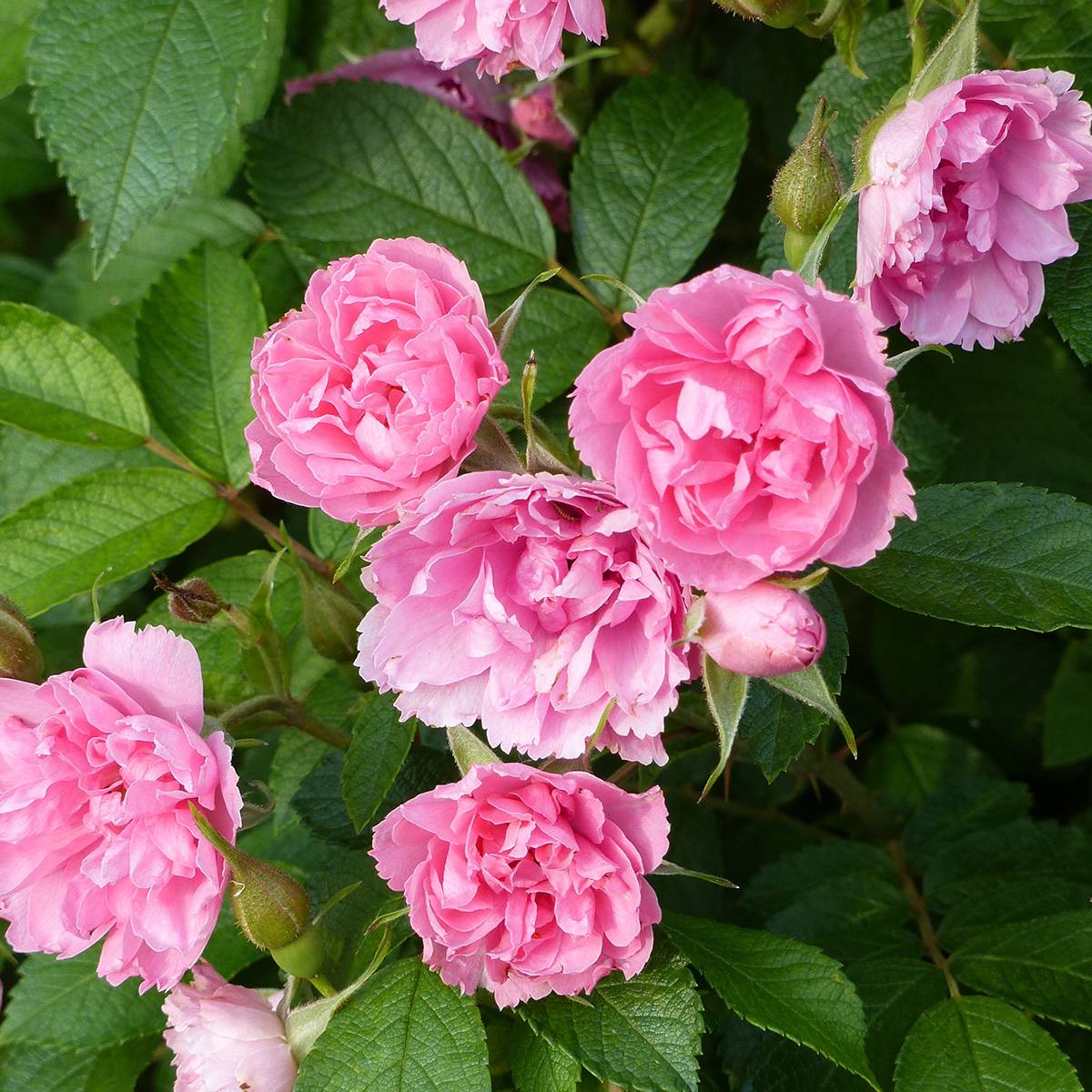 Promesse de Fleurs - Rosier ancien Pink Grootendorst Racines nues en motte