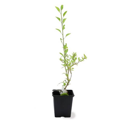 Goji de Chine BIO (Lycium chinensis) - Godet 9cm - Pépinières Naudet - Image 2
