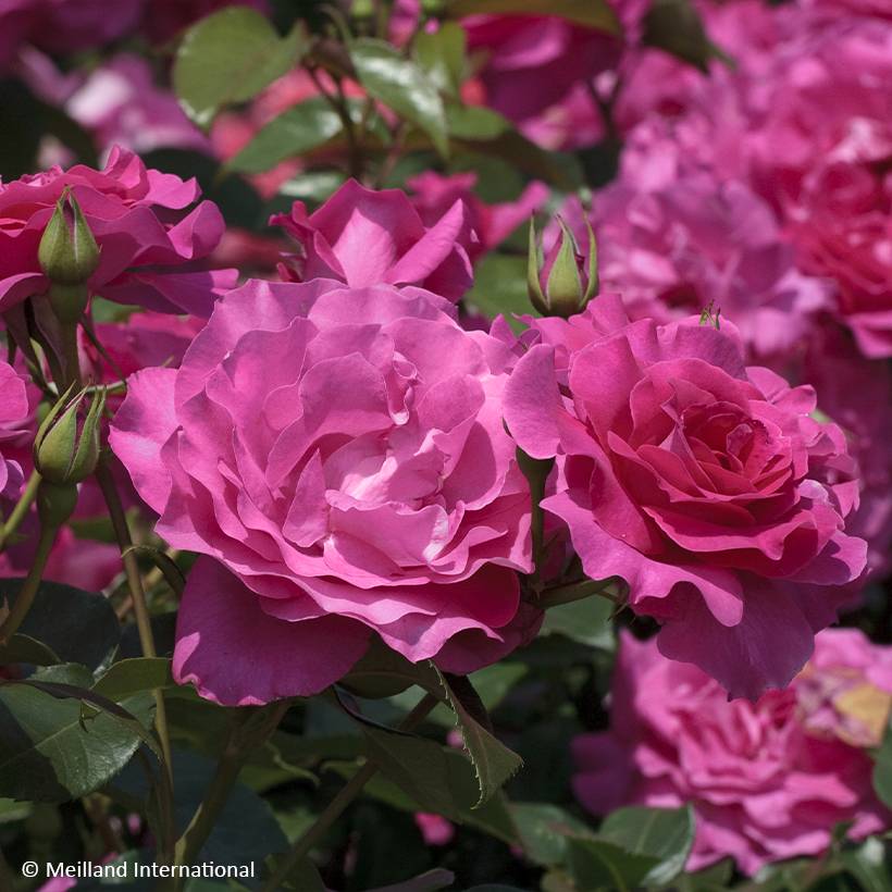 Rosier à fleurs groupées Manou Meilland Pot de 4L/5L