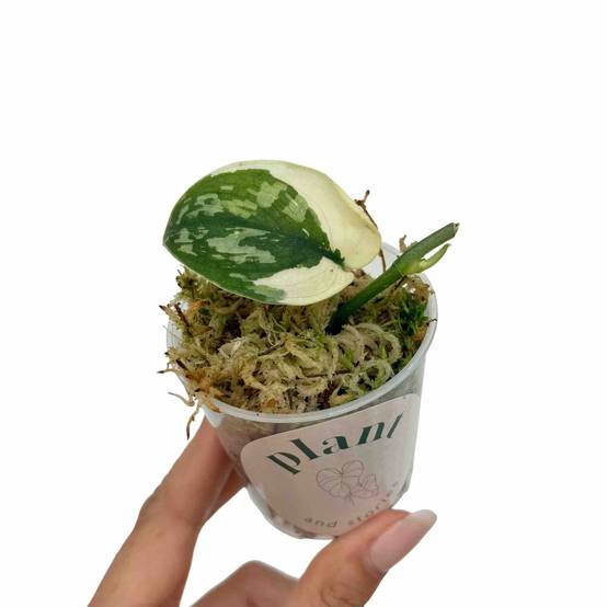 Scindapsus Mayari Variegata - Pot de 6cm - Plantes d'intérieur - Image 1