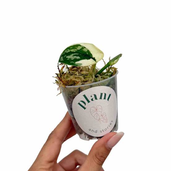 Scindapsus Mayari Variegata - Pot de 6cm - Plantes d'intérieur - Image 2