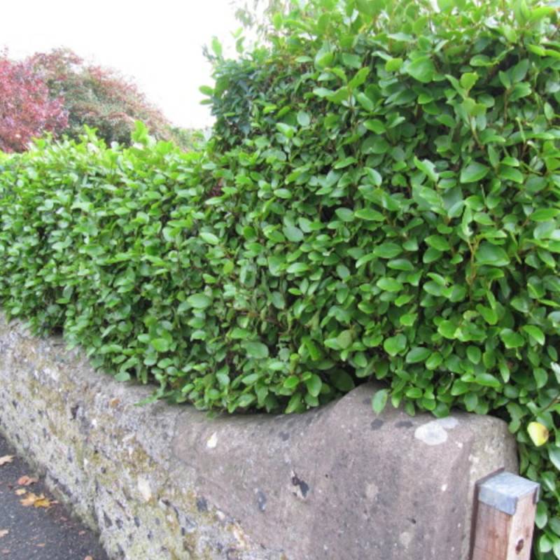 Griseline Redge, Griselinia - Pot de 4L - 40/60 cm - Image 4