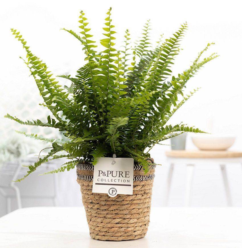 Fougère de Boston - Nephrolepis - en panier - Ø12cm - ↕35cm - Plantes d’intérieur - Image 1