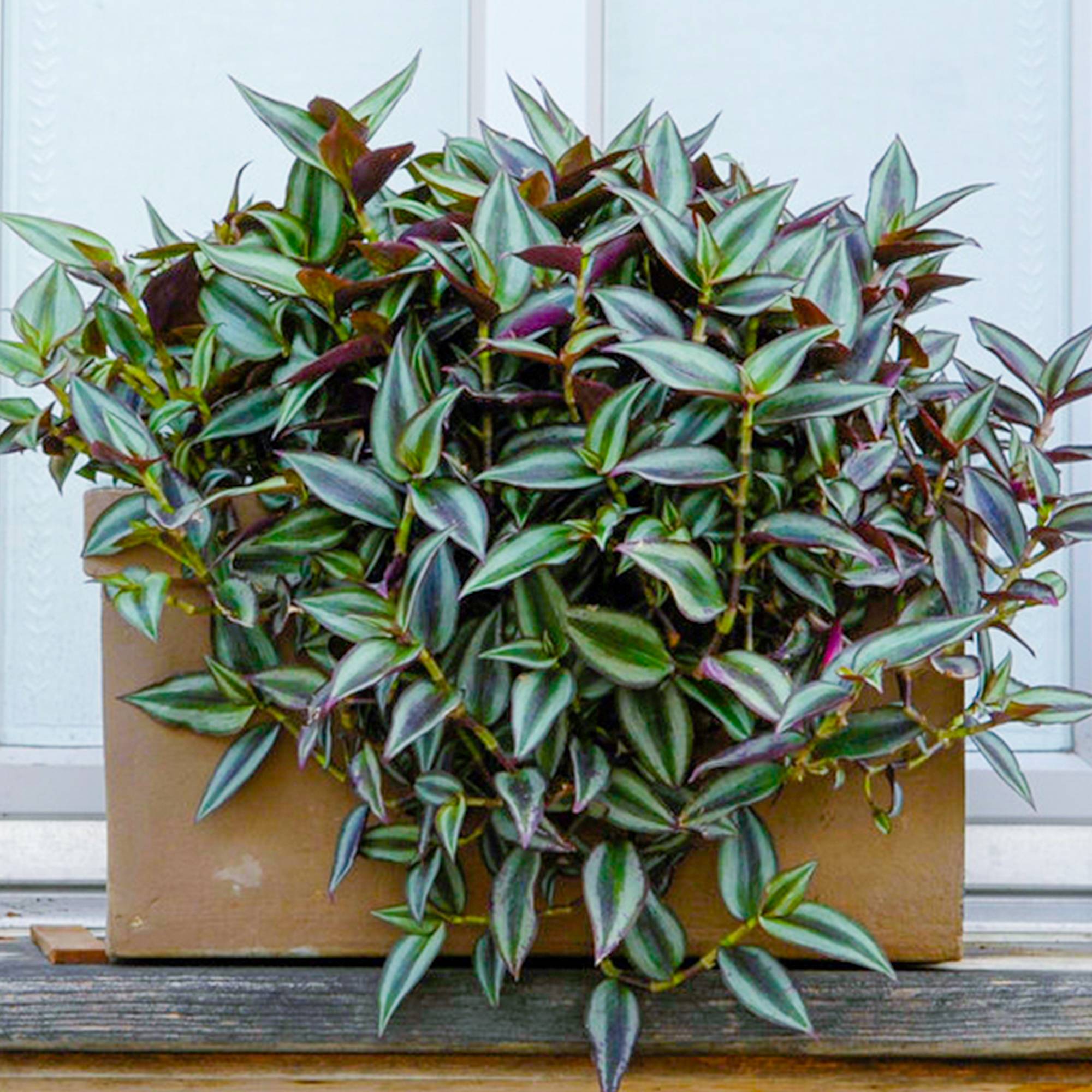 Gardenersdream - Tradescantia Zebrina – Juif Errant | Les Meilleures Plantes D’Intérieur | 15-25 Cm En Pot - GardenersDream - Image 1