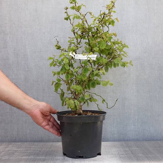 Corylus avellana Scooter - noisetier nain tortueux Pot de 4L/5L - Image 2