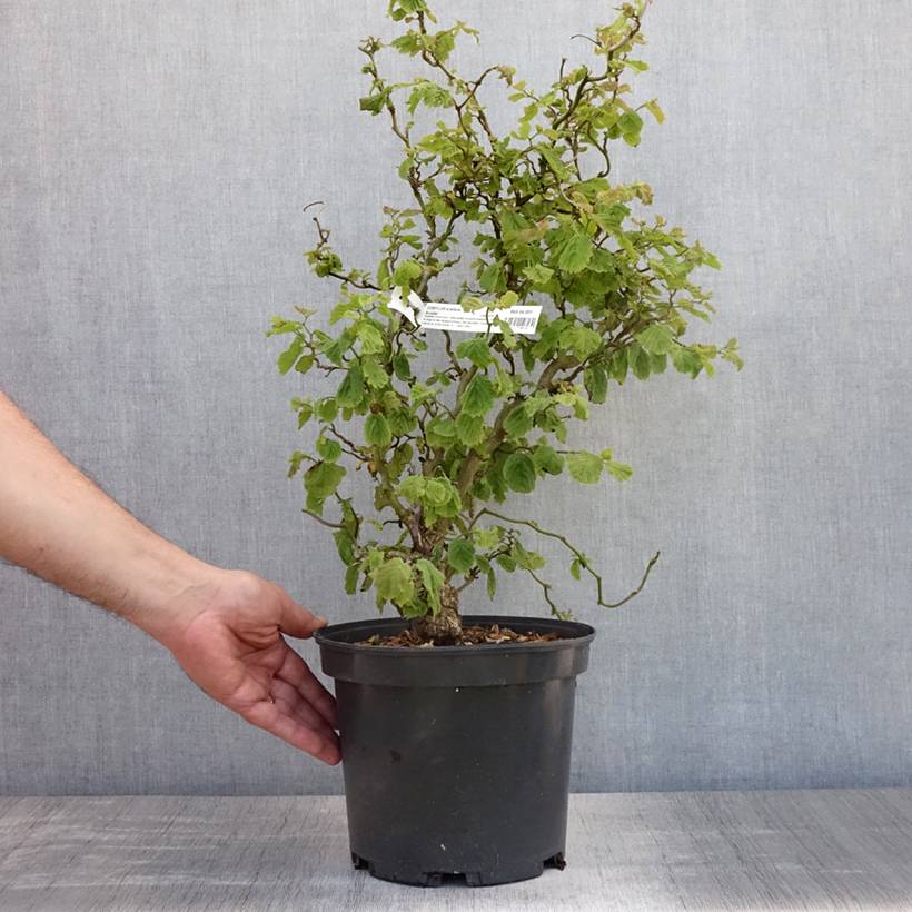 Corylus avellana Scooter - noisetier nain tortueux Pot de 4L/5L - Image 2