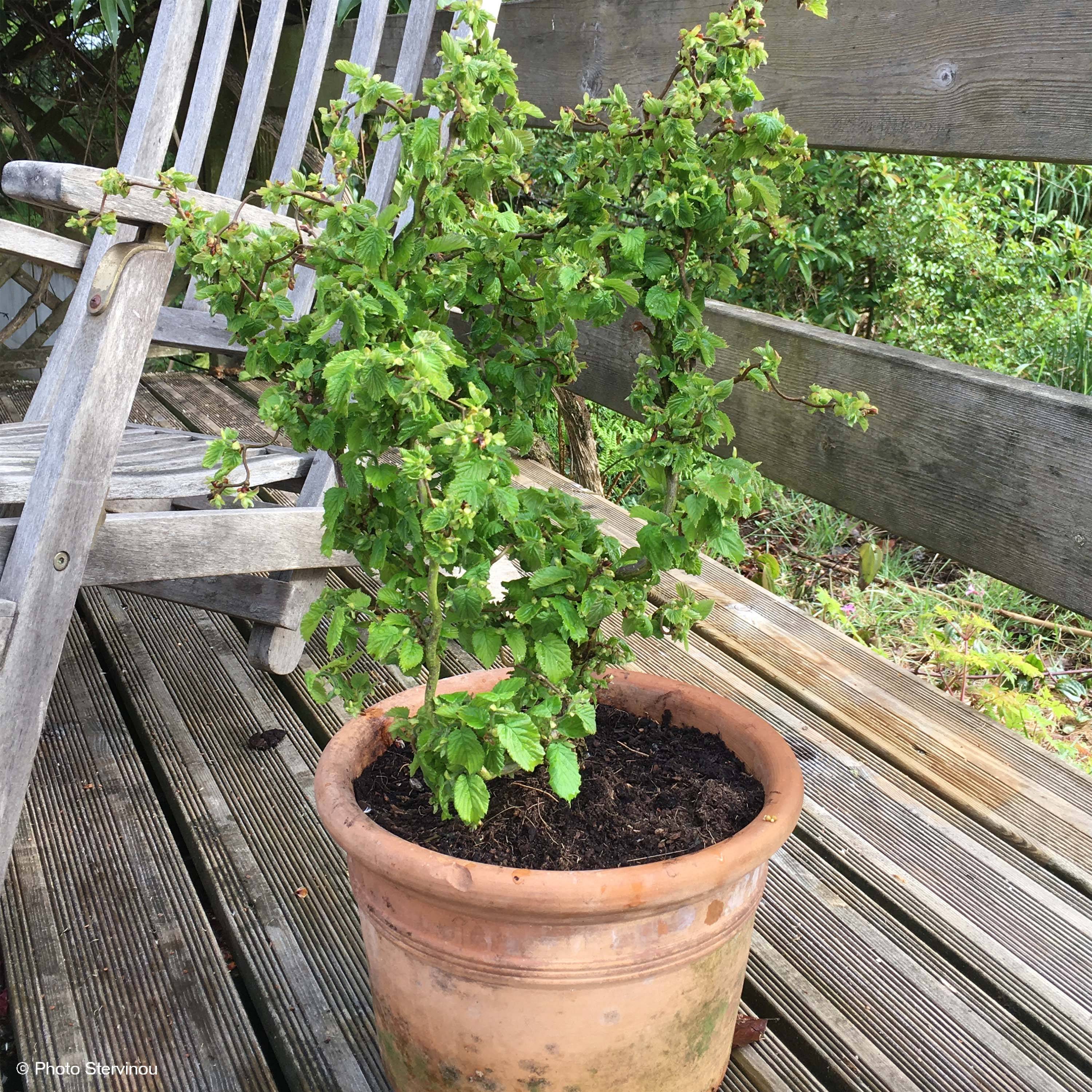 Corylus avellana Scooter - noisetier nain tortueux Pot de 4L/5L