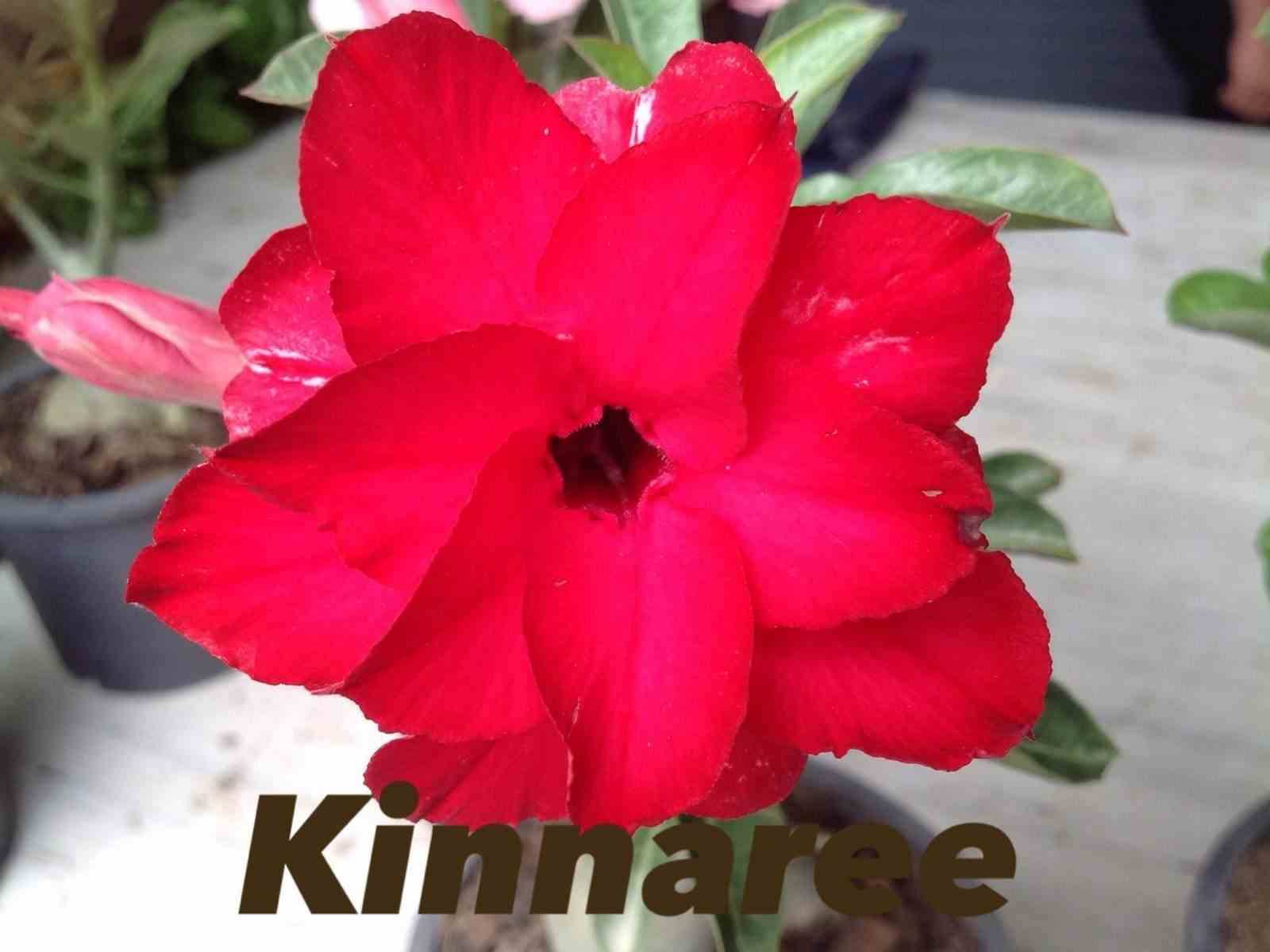 Sans Marque - Adenium obesum cv.Kinnaree Couleur floraison:Rouge - Taille:Caudex d'environ 2000g 25/30cm très gros caudex