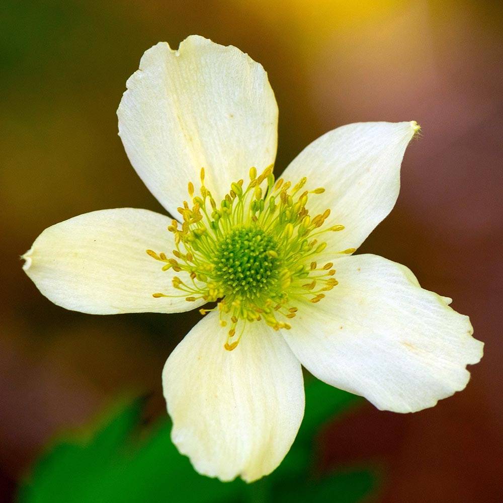 Promesse de Fleurs - Anemone cylindrica - Anémone cylindrique Godet de 8/9 cm
