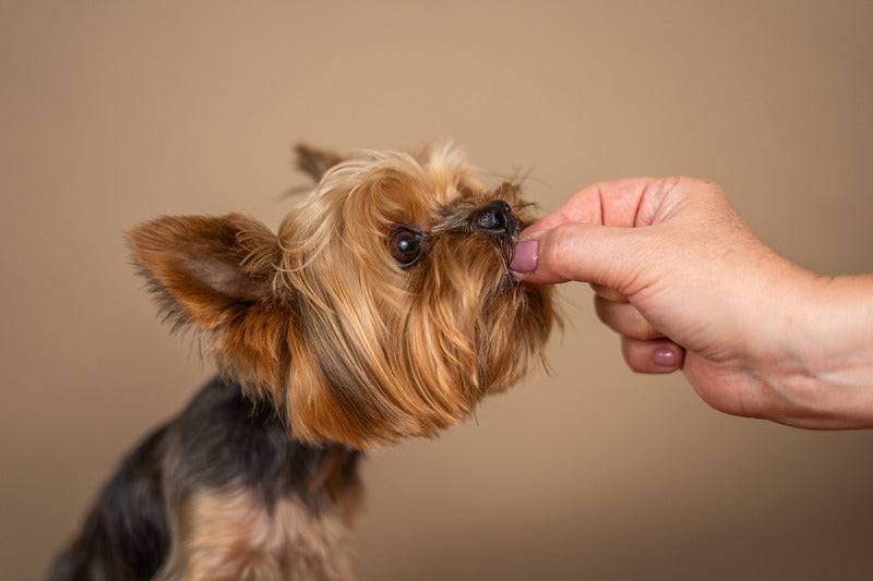 Marly & Dan - Friandises Sans Céréales "Education" pour Chien - Image 4