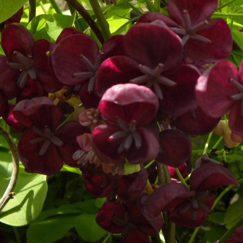 Akebie quinata, Akebia à fleurs Violette - feuillage Semi-Persistant - Godet - 5/20 cm- hauteur à maturité De 5,00 m à 10,00 m - Image 5