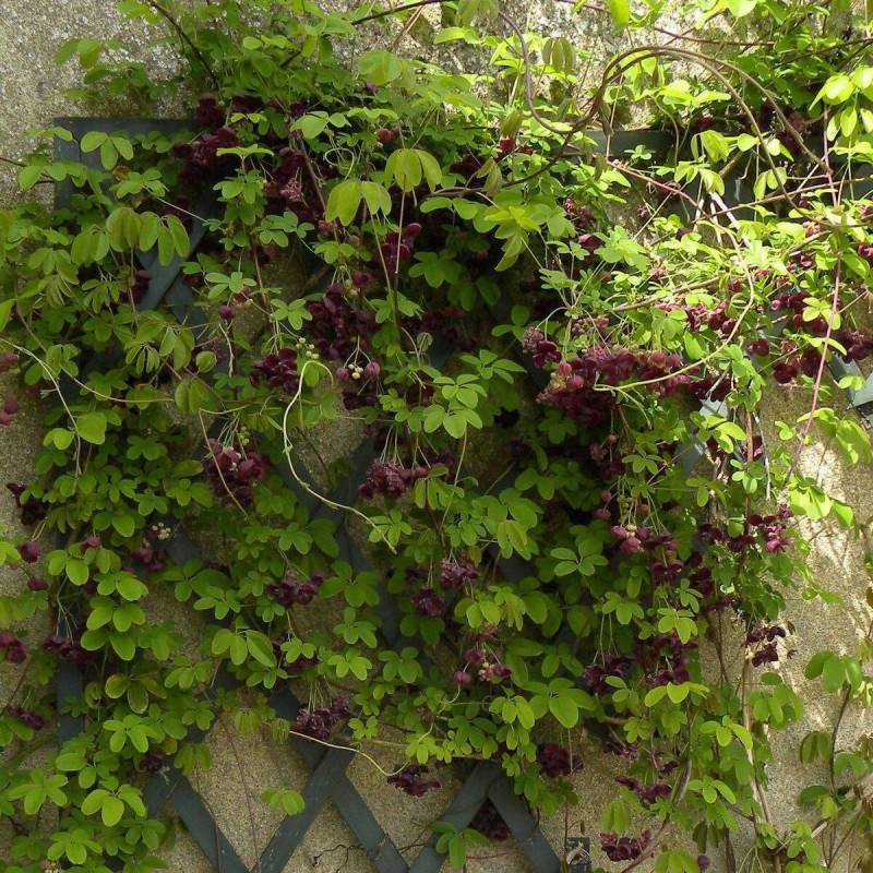 Akebie quinata, Akebia à fleurs Violette - feuillage Semi-Persistant - Godet - 5/20 cm- hauteur à maturité De 5,00 m à 10,00 m - Image 6