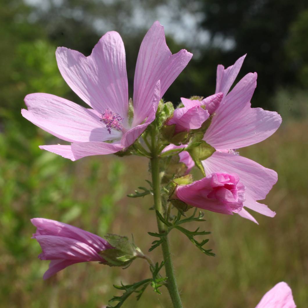Promesse de Fleurs - Mauve musquée - Malva moschata Rosea Godet de 8/9 cm