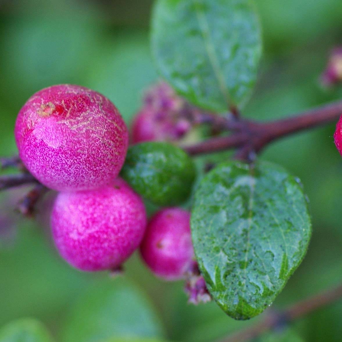 Symphoricarpos chenaultii Hancock - Symphorine de Chenault Godet de 8/9 cm - Image 1