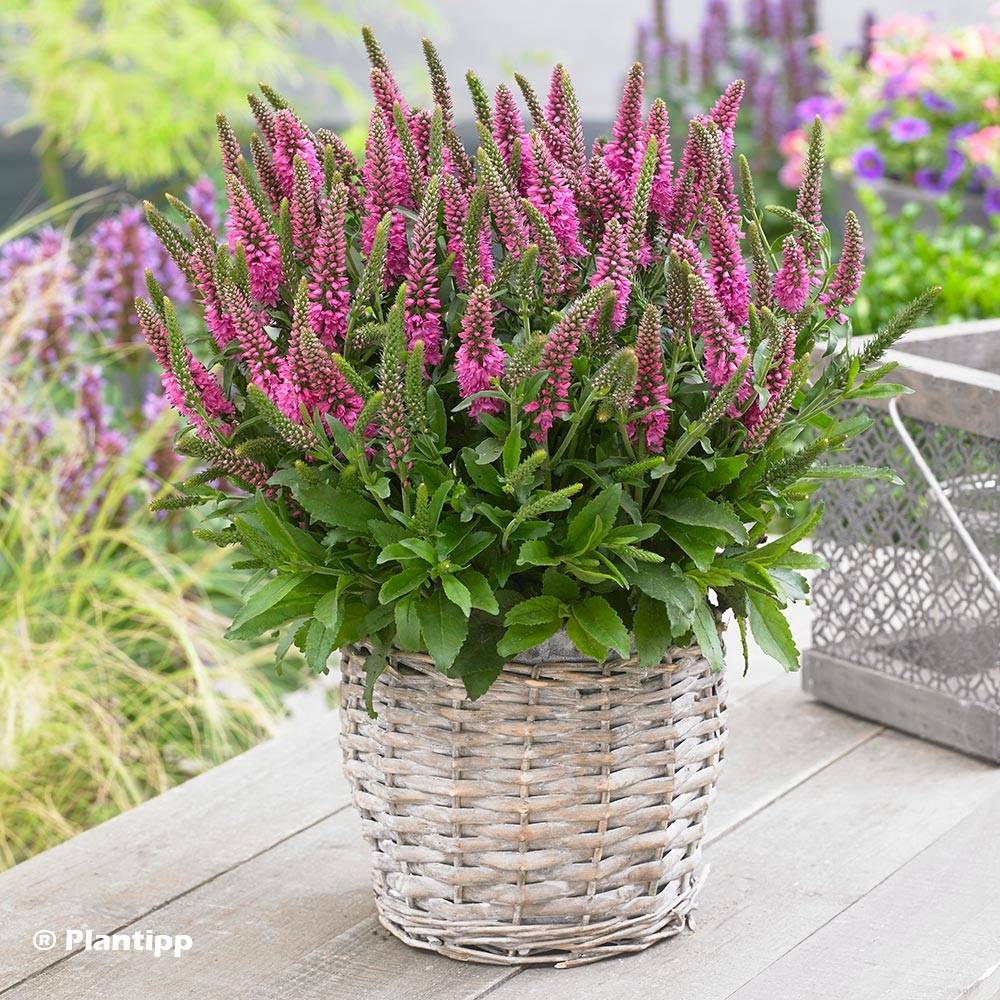 Veronica spicata Bubblegum Candles - Véronique en épis Godet de 8/9 cm