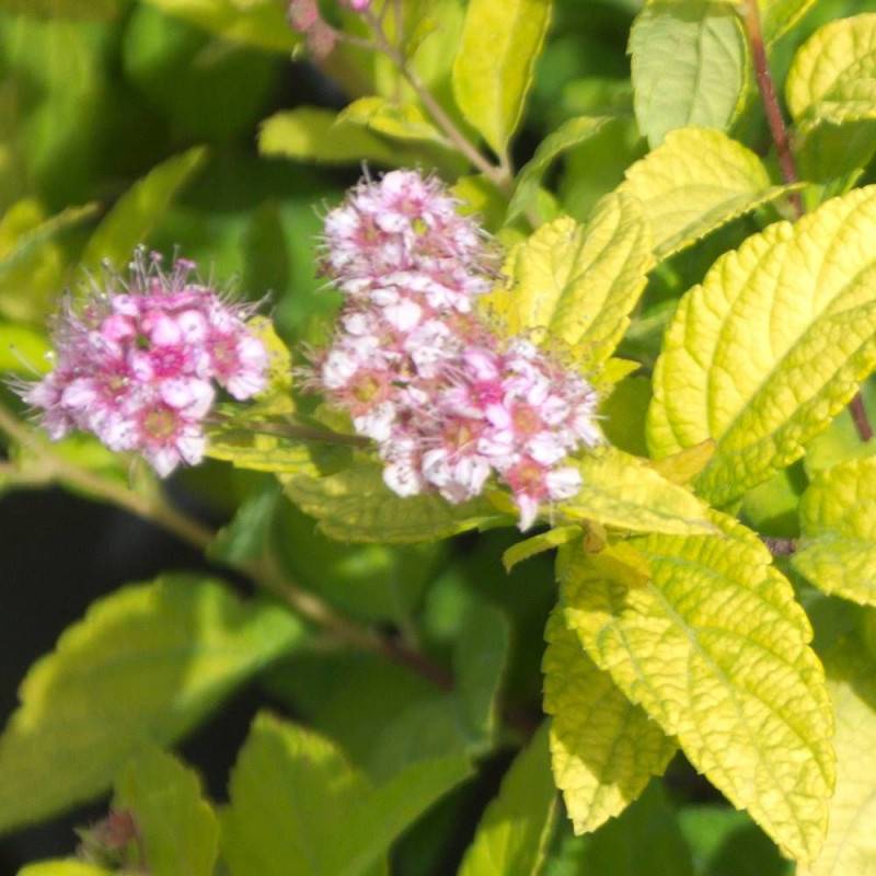 Spirée du Japon Golden Princess, Spiraea à fleurs Rose - feuillage Caduc - Pot de 7,5L - 60/80 cm-  hauteur à maturité De 0,50 m à 1,00 m - Image 2