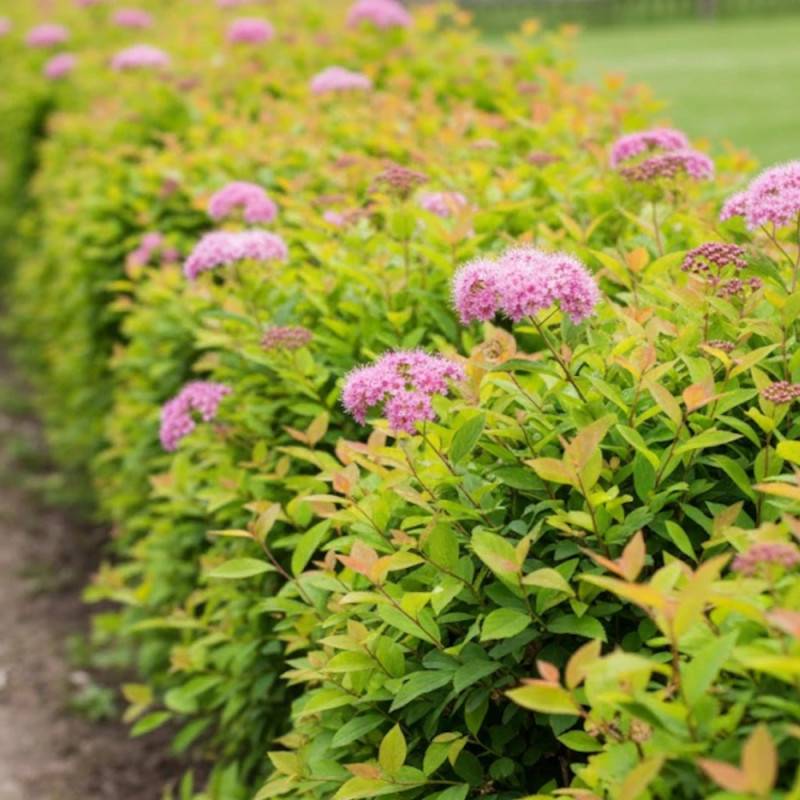Spirée du Japon Golden Princess, Spiraea à fleurs Rose - feuillage Caduc - Pot de 7,5L - 60/80 cm-  hauteur à maturité De 0,50 m à 1,00 m - Image 3