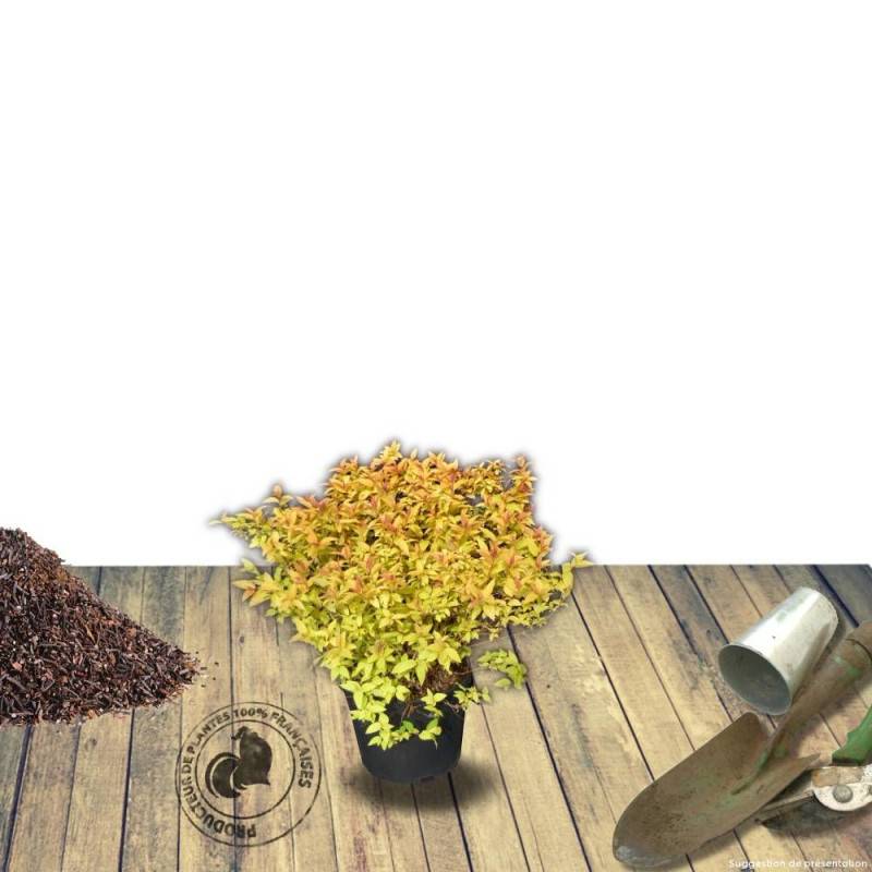 Spirée du Japon Golden Princess, Spiraea à fleurs Rose - feuillage Caduc - Pot de 7,5L - 60/80 cm-  hauteur à maturité De 0,50 m à 1,00 m - Image 6
