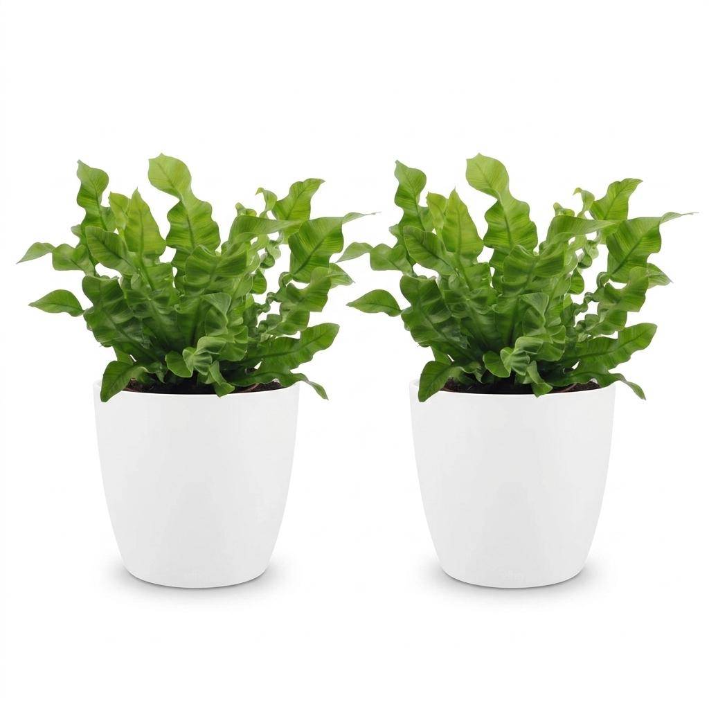 Asplenium Crispy Wave - Fougère Crispy Wave - Pot de 12cm - 2 plantes - Blanc - Plantes d'intérieur - Image 2
