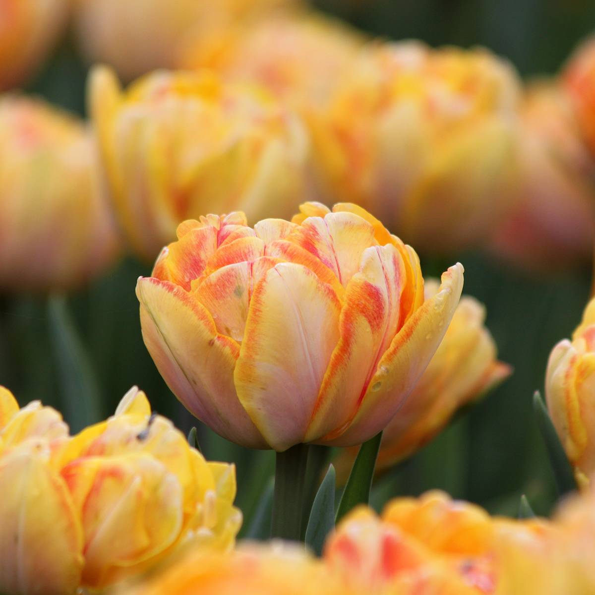 Promesse de Fleurs - Tulipe double hâtive Foxy Foxtrot Bulbe calibre 11+ (par 10)