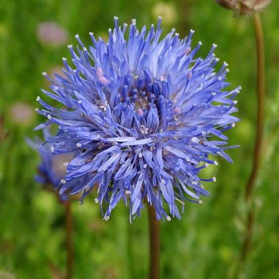 Jasione laevis Blaulicht - Jasione lisse Godet de 8/9 cm