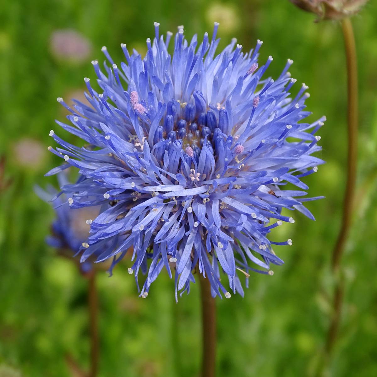 Jasione laevis Blaulicht - Jasione lisse Godet de 8/9 cm