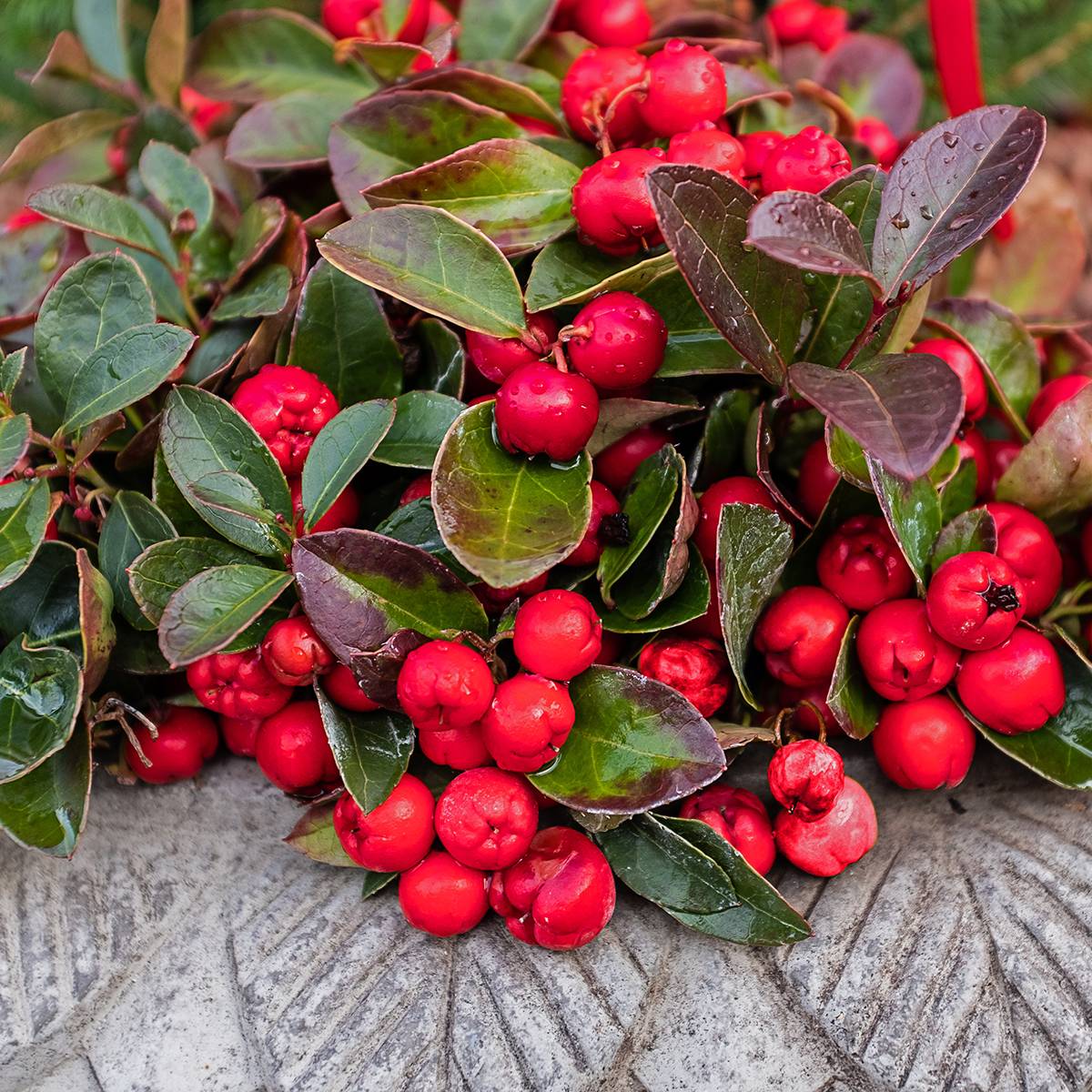 Promesse de Fleurs - Gaultheria procumbens - Gaulthérie couchée Pot de 2L/3L