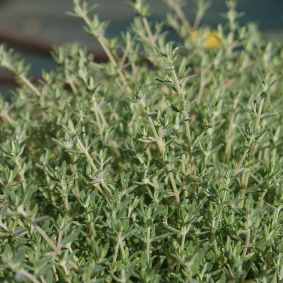 Thym de Provence - Thymus vulgaris Godet de 7/8 cm