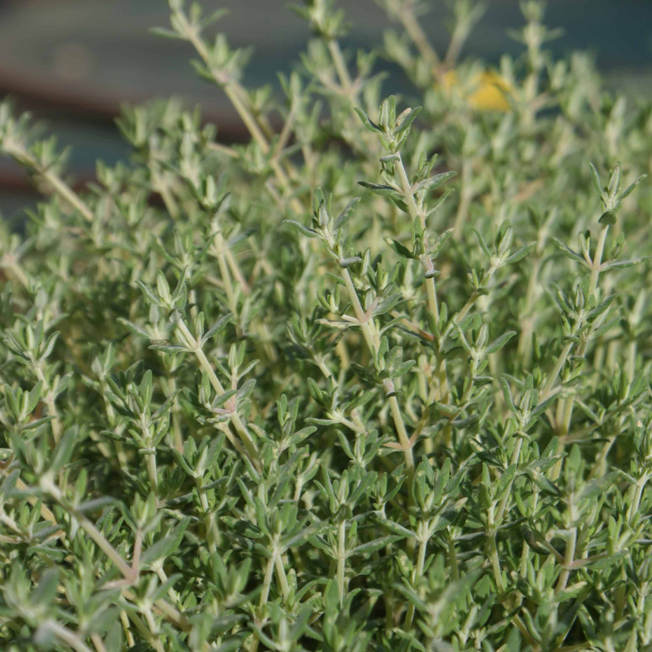 Thym de Provence  - Thymus vulgaris Godet de 7/8 cm