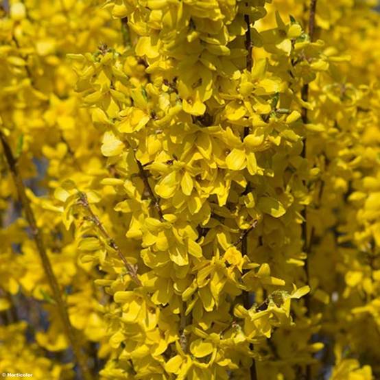 Forsythia intermedia Week-end - Mimosa de Paris Pot de 2L/3L - Image 1
