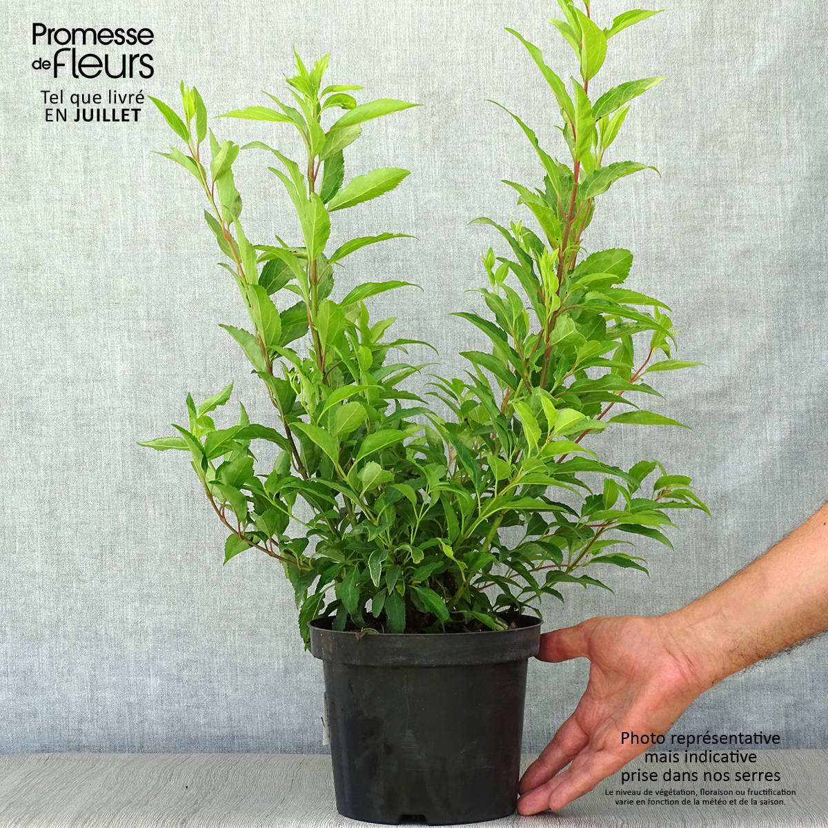 Forsythia intermedia Week-end - Mimosa de Paris Pot de 2L/3L - Image 2