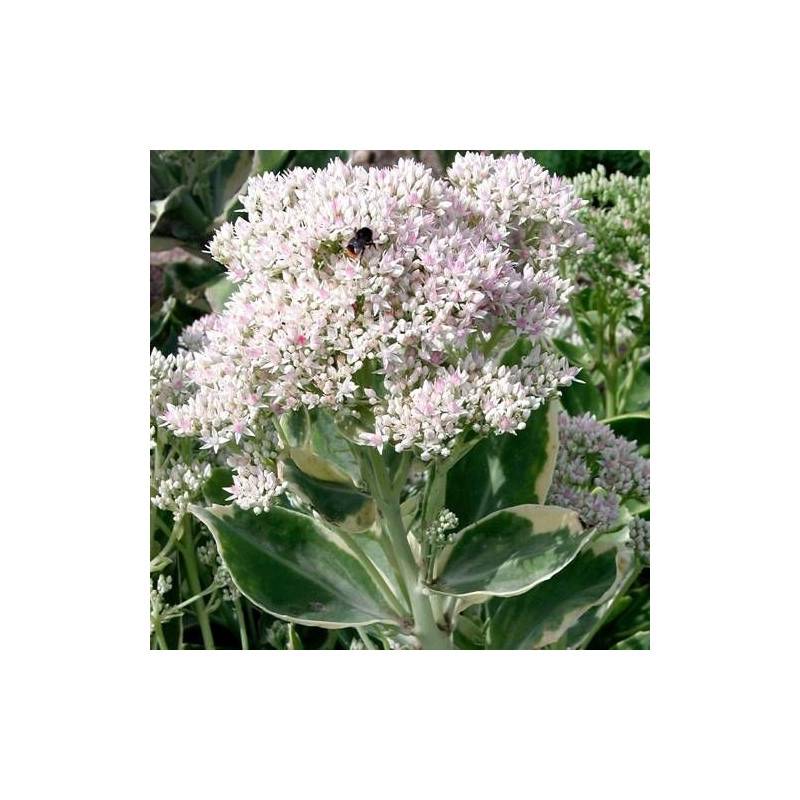 Orpin Frosty Morn, Sedum à fleurs Rose/Blanche - feuillage Caduc - Godet - 5/20 cm - Image 3
