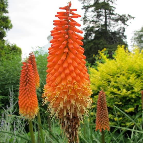 Promesse de Fleurs - Kniphofia Alcazar - Tritoma Alcazar Godet de 8/9 cm