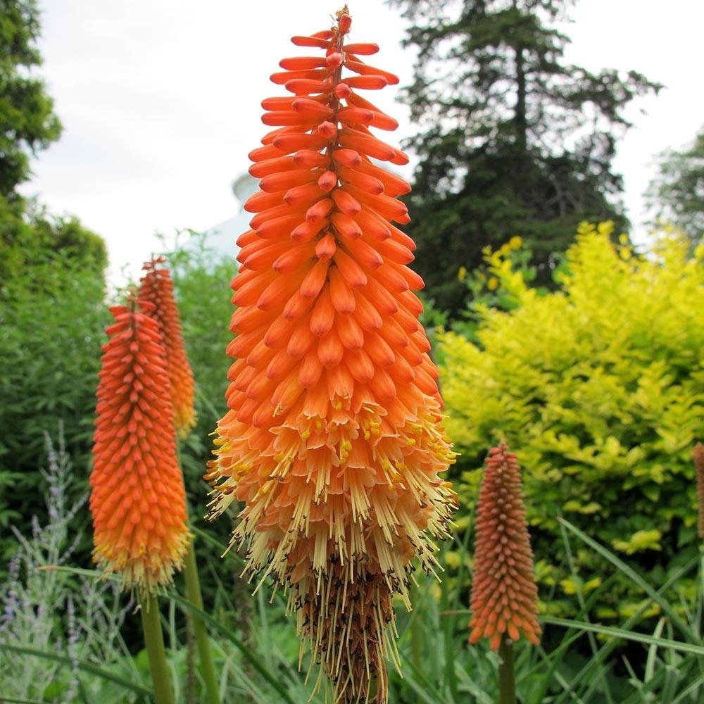 Promesse de Fleurs - Kniphofia Alcazar - Tritoma Alcazar Godet de 8/9 cm